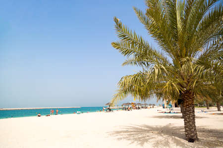 Dubai beach with a beautiful palm tree. Green lush palm tree against the background of the sea and sand. Copy space.の写真素材
