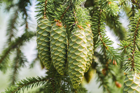 A green cone on young fluffy branch of a fir tree.の写真素材