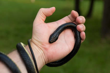 A black poisonous snake wrapped around a man's arm close-up.の写真素材