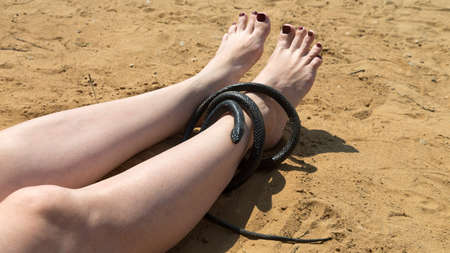 venomous snake wrapped around the leg of a woman resting on beach.の写真素材