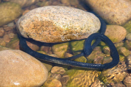 A waterfowl snake lies near the stones in clear water.の写真素材