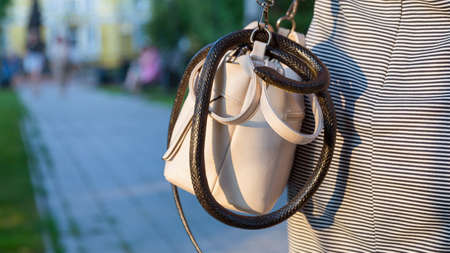 A wild venomous snake crawled unnoticed into a woman purse.の写真素材