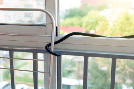 A black venomous snake climbed into a residential building through a window on balcony.の写真素材