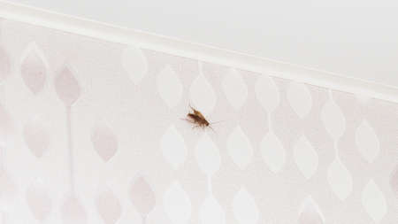 Scary nasty big brown cockroach crawling on wall in the apartment.