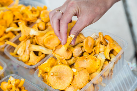 large mountain of yellow chanterelle mushrooms close-up.
