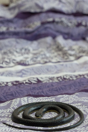 A black poisonous snake crawling into apartment in the bedroom on the bed.の写真素材
