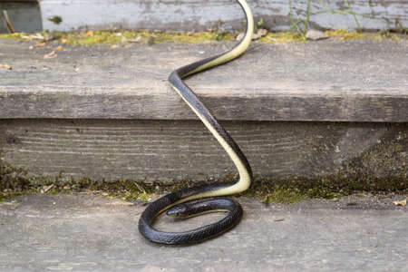 A black poisonous snake near the house on an old wooden staircase.の写真素材