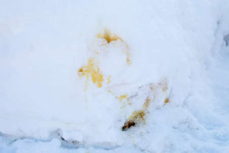 A yellow spot of urine white snow on the streets of the city.