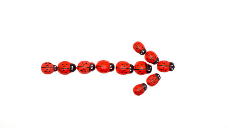 Red beetles are laid out in the form of an index arrow on a white background.の写真素材