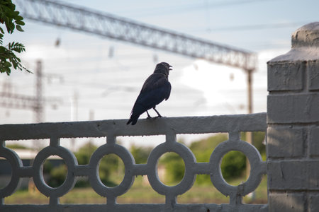 A black crow sitting on a white fence croaks, scaring people.の写真素材