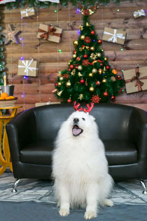 White big dog with deer antler decoration on his head on New Year's Eve.の写真素材