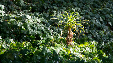 Aloe is a low-growing herbaceous plant in bright green meadow.の写真素材
