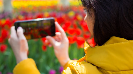 A woman shoots a video field of bright beautiful tulips on her phone.の写真素材
