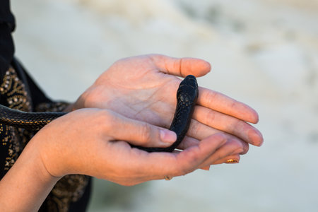 Black snake in the hands of the palms of a woman, close-up.の写真素材