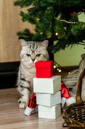 domestic cat lies among New Year's gifts under Christmas tree.の写真素材
