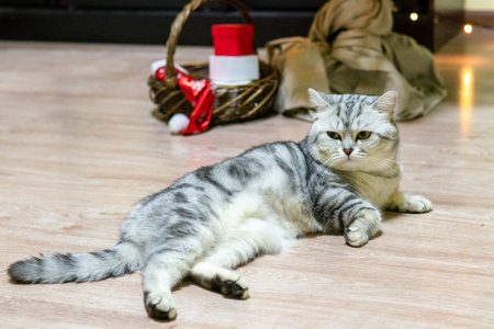 The cat is lying on the floor, taking a break from noisy guests after the holiday.の写真素材