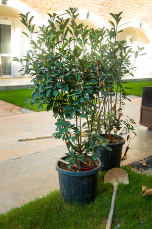 Tree seedlings and shrubs prepared for planting at the dacha.