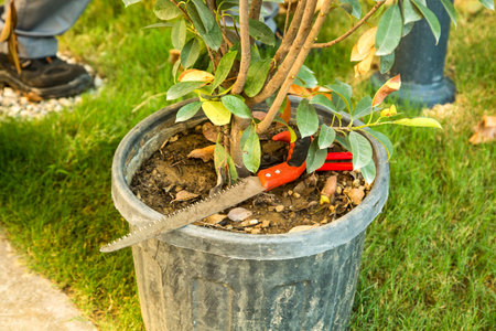 Gardener plants young trees near the house.