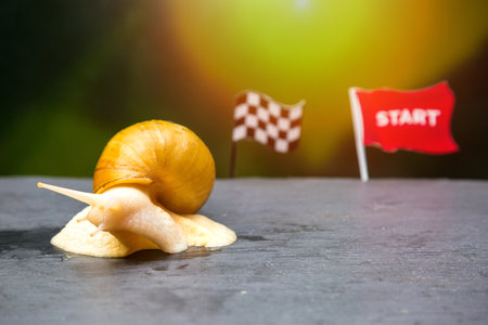A large domestic snail next to the sports flag Start, the concept speed and quickness in sports competitions.の写真素材
