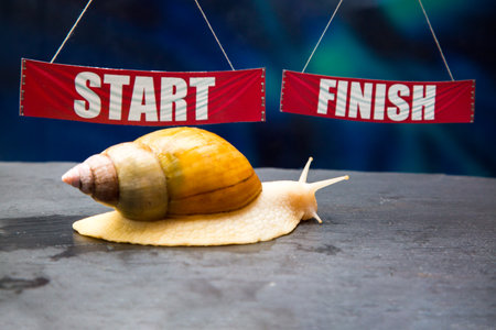 The giant Achatina snail against background of the Start and Finish flags concept of a sports competition.の写真素材