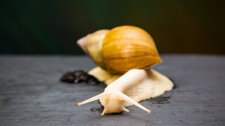 Achatina giant macro photo, domestic tame snail crawling on a black stone. Pets concept.の写真素材