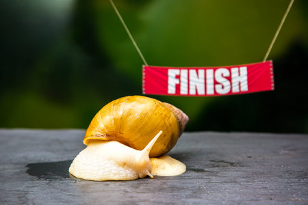 The giant Achatina snail against the background of the Start and Finish flags.の写真素材