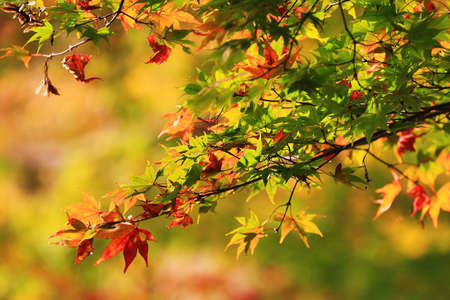 autumn landscape with bright colorful foliage
