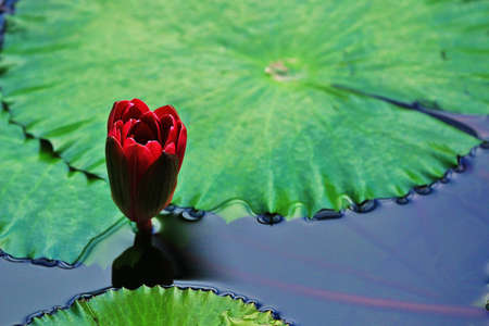 beatiful red lotus close-upの写真素材