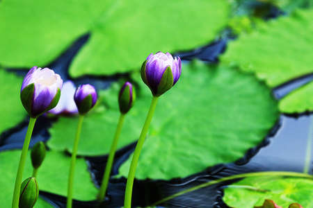 beatiful blue lotus close-upの写真素材