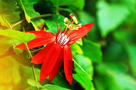 beutiful red flower close-upの写真素材