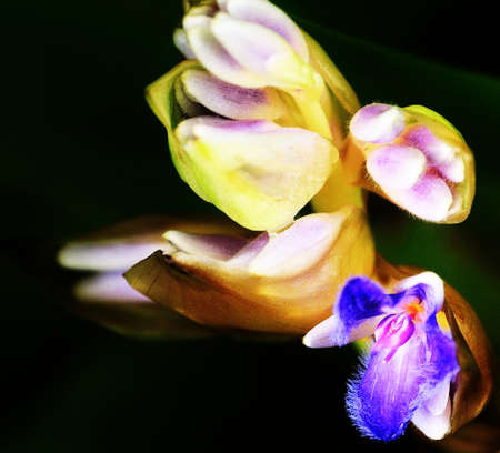 beutiful blue flower close-upの写真素材