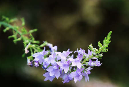 beutiful purple flower close-upの写真素材