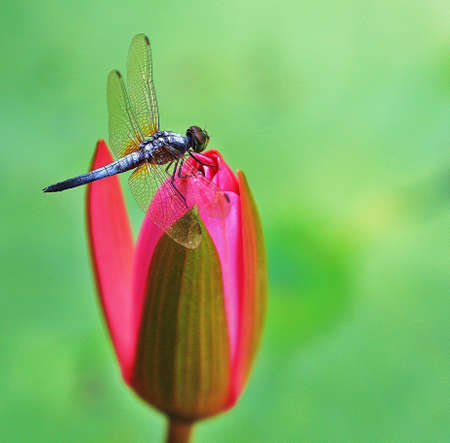 lotus with dragonflyの写真素材
