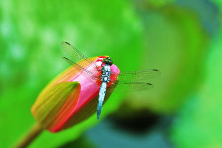 lotus with dragonflyの写真素材