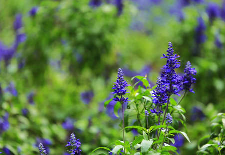 beautiful lavendarの写真素材