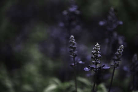 lavendarの写真素材