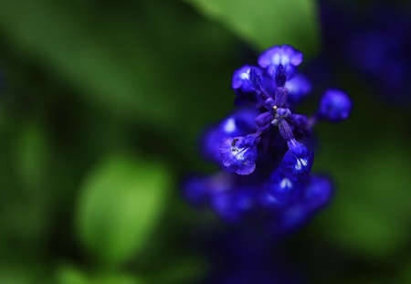 flower close upの写真素材