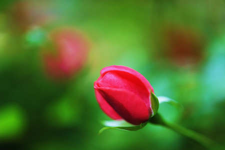 flower close-upの写真素材