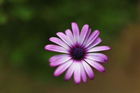 Beautiful blooming flower close-upの写真素材