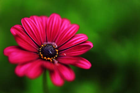 flower close-upの写真素材