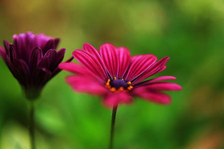 flower close-upの写真素材