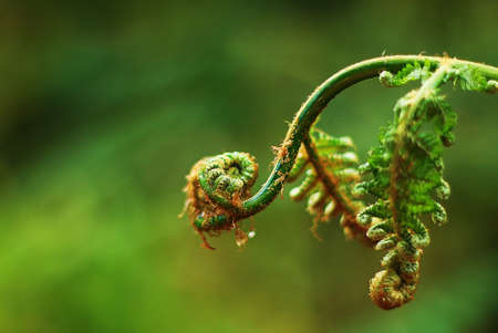 fern leaf close upの写真素材