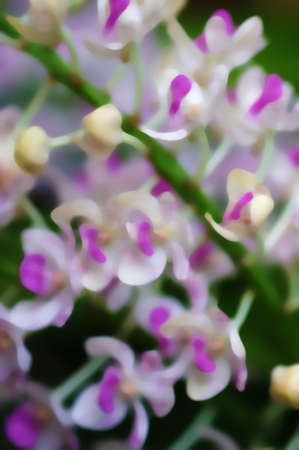 wallpaperの写真素材