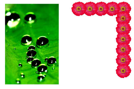 Dew on Leaves and Flowerの写真素材