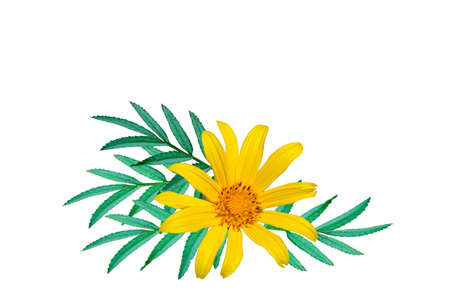 Wallpaper flowerの写真素材