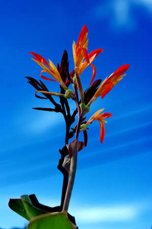 Red Flower and blue skyの写真素材