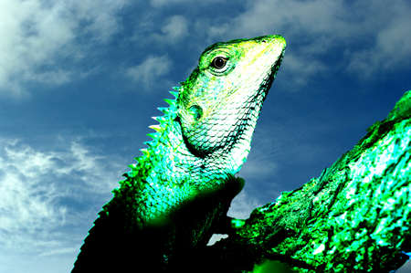 Bearded Dragonの写真素材