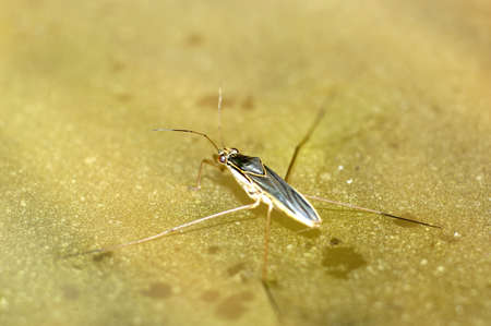 Water spiderの写真素材