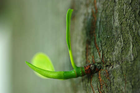 New leavesの写真素材