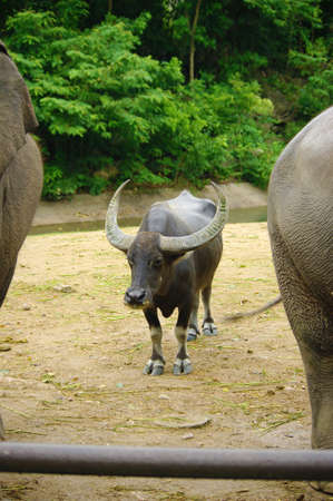 Buffalo between elephant